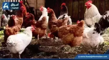 سعره بالبورصة.. تحرك مفاجئ في قيمة الدواجن والبيض بأسواق المحافظات اليوم الخميس